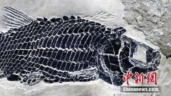 Çin’de 244 milyon yıl öncesine ait balık fosili bulundu - Sputnik Türkiye