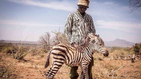 Öksüz kalan yavruya zebra kıyafeti giyerek annelik yapıyorlar - Sputnik Türkiye