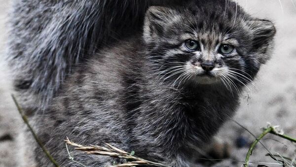 Novosibirsk’teki hayvanat bahçesinde yaşayan üç dişi pallas kedisi, 16 yavru doğurdu. - Sputnik Türkiye