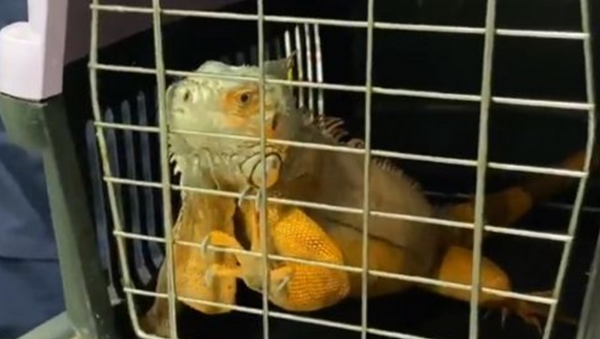 Üsküdar'da dev iguana bulundu - Sputnik Türkiye