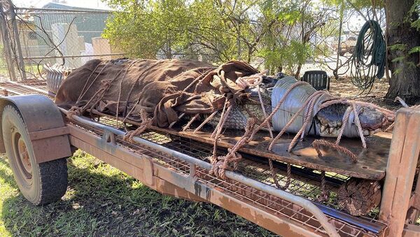 Avustralya’da 350 kiloluk timsah yakalandı - Sputnik Türkiye