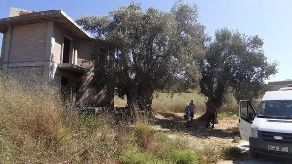Kuşadası’nda bin 500 yıllık ağacın yanına yapılan villa yıkıldı - Sputnik Türkiye