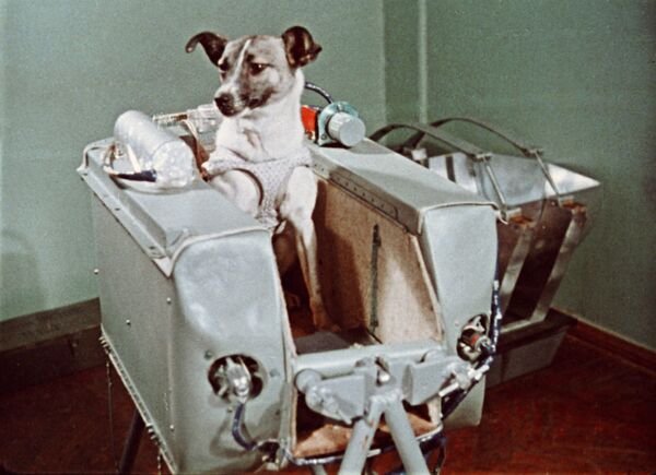Uzay çıkan ilk canlı Layka adlı köpek - Sputnik Türkiye