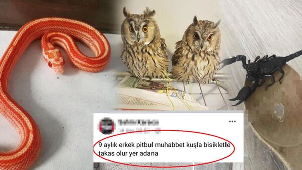 hayvan satışı - Sputnik Türkiye
