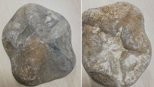 Çanakkale'de ele geçirilen fosiller - Sputnik Türkiye