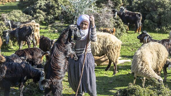 Hatay'ın Hassa ilçesinde yaşayan 66 yaşındaki Fatma Mazı, 16 yaşından bu yana Amanos Dağları eteklerinde çobanlık yaparak ailesini geçindiriyor. - Sputnik Türkiye