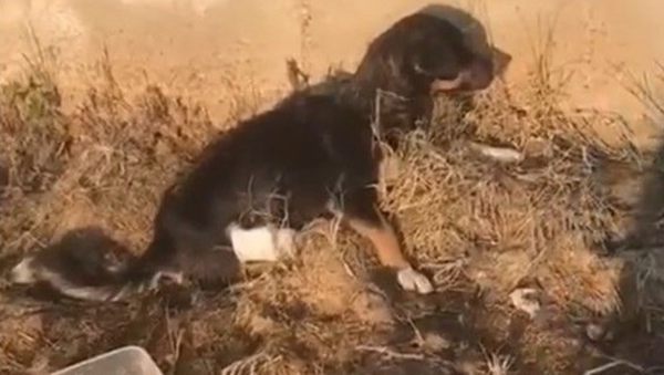 Edirne'de arka bacakları kesilmiş yavru köpek bulundu - Sputnik Türkiye