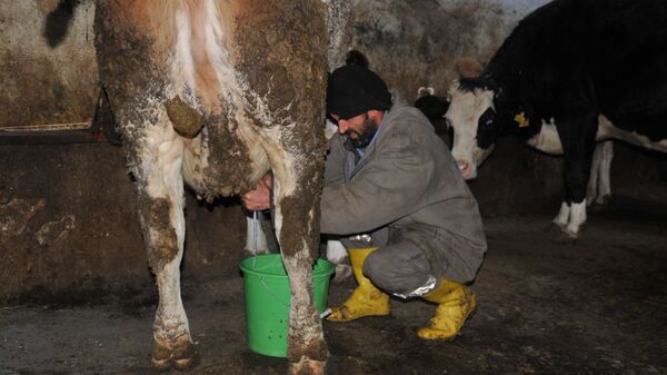 Eskişehir'de büyükbaş hayvan üreticilerinden 2 lira 55 kuruşa satın alınan süt, marketlerde 7-8 lira arasında satılıyor. Fiyatlar arasındaki farktan üreticiler memnun değil. - Sputnik Türkiye