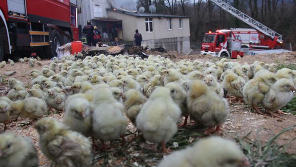 56 bin civcivin bulunduğu çiftlikte yangın, Kocaeli - Sputnik Türkiye