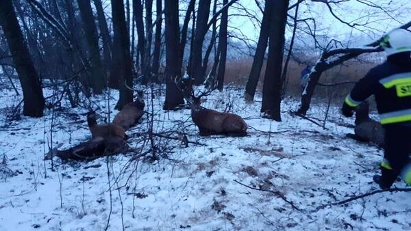 Avcılardan kaçan geyik sürüsü, donmuş göle düştü: 13 geyik öldü - Sputnik Türkiye