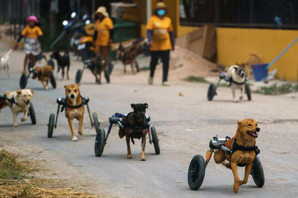 Salgın tehdidi altındaki engelli sokak köpekleri Tayland'daki bu barınakta güvende. - Sputnik Türkiye