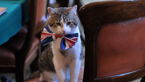 İngiltere’nin resmi fare avcısı kedi Larry - Sputnik Türkiye