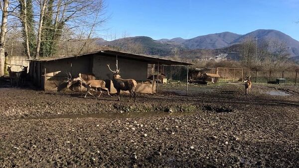 Zonguldak'ın Gökçebey ilçesinde hayvanat bahçesi - Sputnik Türkiye