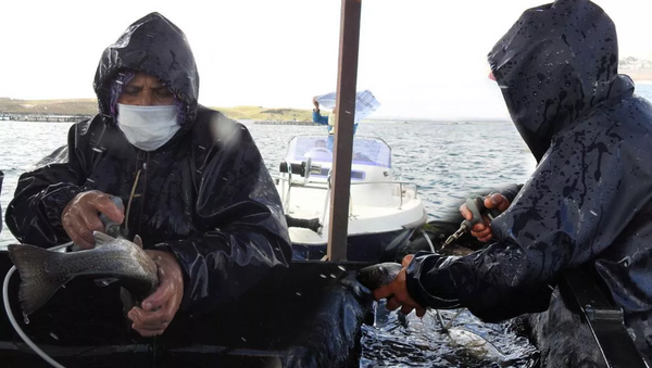 Gaziantep'te milyonlarca balık tek tek aşılanıyor - Sputnik Türkiye