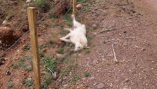 Zehirlenerek öldürülen köpekler - Sputnik Türkiye