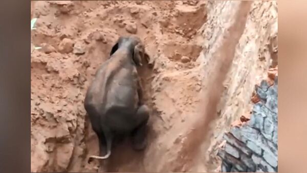 Hindistan'da kuyuya düşen yavru fil kurtarıldı  - Sputnik Türkiye