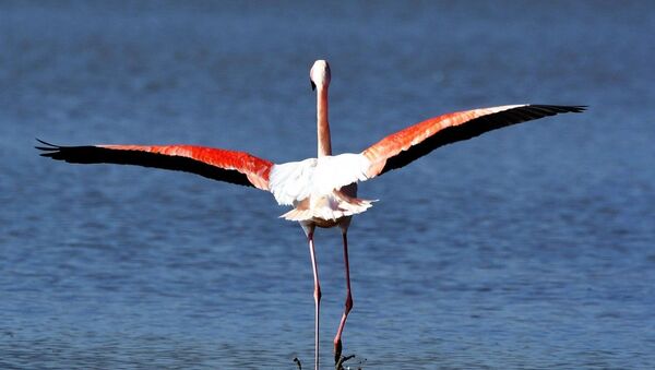 Flamingo - Sputnik Türkiye