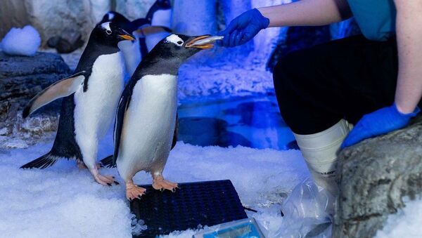 Londra akvaryumunda eşcinsel penguenler çiftleşme ritüellerine başladı - Sputnik Türkiye