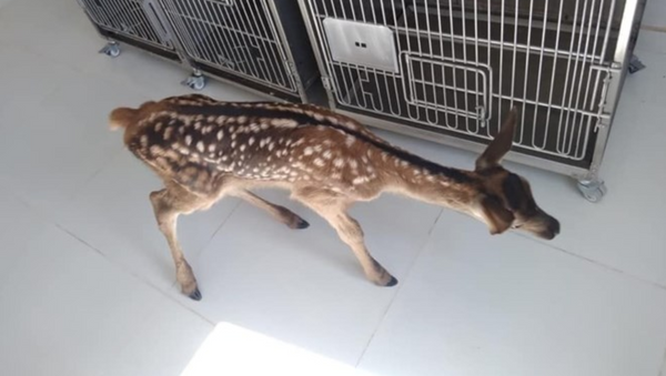 Köpeklerin saldırısına uğrayan ve annesini kaybeden yavru geyik kurtarıldı - Sputnik Türkiye