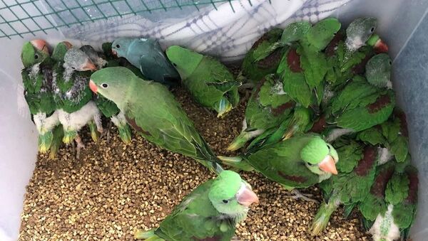 İstanbul'da canlı hayvan kaçakçılığı operasyonu: 38 İskender papağanı ele geçirildi - Sputnik Türkiye