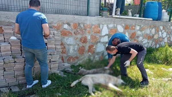 Yalova'da 7 köpek zehirlenerek öldürüldü - Sputnik Türkiye