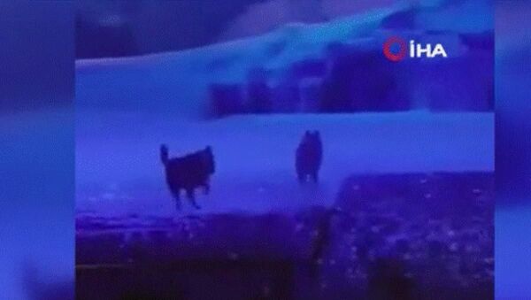 Çin’in Xi'an kentinde bir tiyatro gösterisinde gerçek kurtların kullanılması tepkilere neden oldu. - Sputnik Türkiye