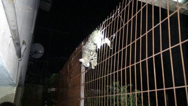 Karnına çit saplanan yavru kedi kurtarıldı - Sputnik Türkiye