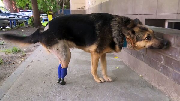 Rus veterinerler, 3D yazıcılarla tasarlanan protezleri köpeklere taktı - Sputnik Türkiye