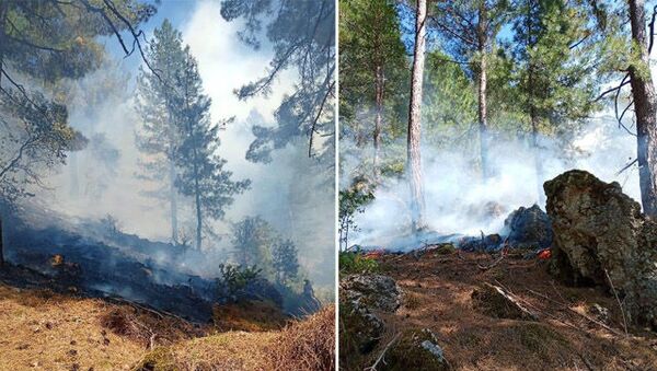 Adana'nın 2 ilçesinde korkutan orman yangını: Ekipler seferber oldu - Sputnik Türkiye