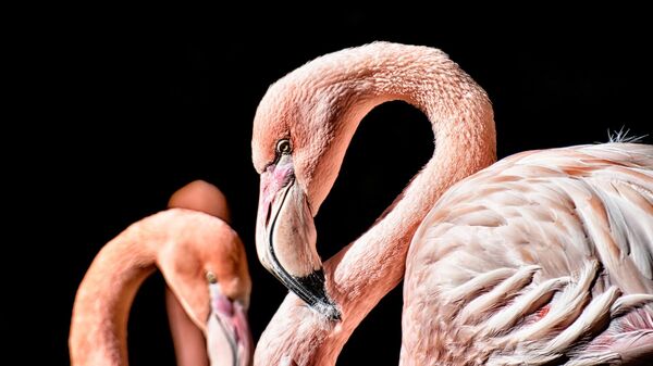 Flamingo - Sputnik Türkiye