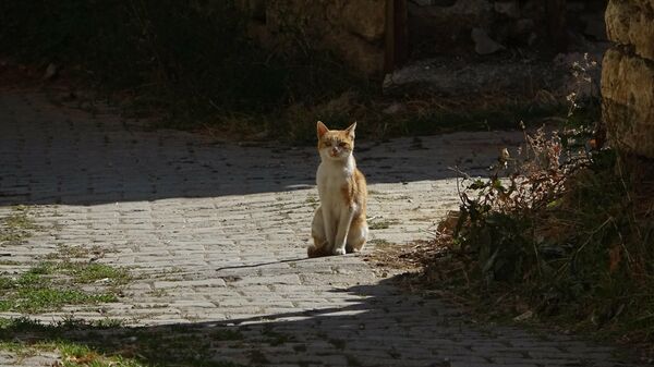 Yırtıcı hayvanlar parçalasın diye dağa bırakılan kediler köylülere sığındı - Sputnik Türkiye