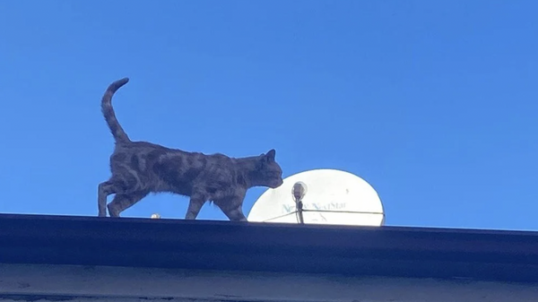 Çorum’un Sungurlu ilçesinde 4 yıldır bir binanın çatısında yaşayan ve tüm çabalara rağmen indirilemeyen kedi, ilçenin maskotu oldu. Çatıyı terk etmeyen kediyi bölgedeki esnaf besliyor. - Sputnik Türkiye