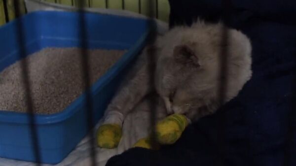 yanardağ patlamasında sağ kurtarılan kedi - Sputnik Türkiye