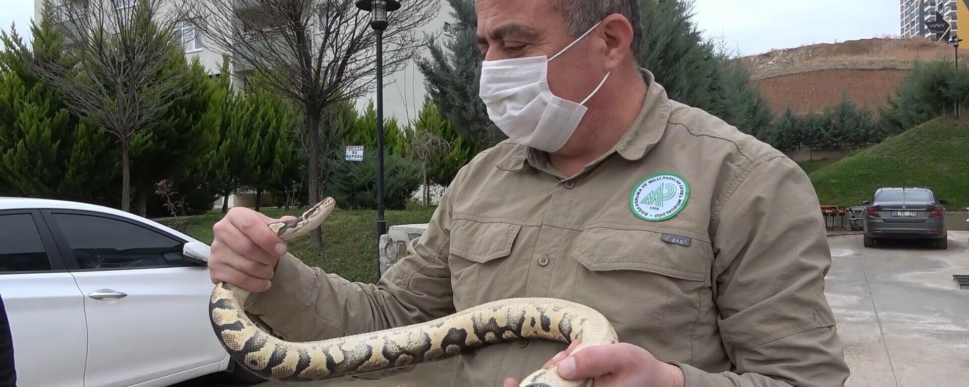 Kırıkkale'de Afrika kökenli piton yılanını evde besleyen kişi, el koyan doğa koruma müdürlüğü ekipleri - Sputnik Türkiye, 1920, 26.11.2021