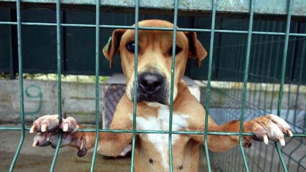 İki köpek cinsi daha 'tehlike arz eden köpek ırkları' olarak belirlendi - Sputnik Türkiye