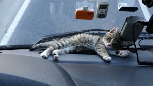 Yaralı bulduğu yavru kedi, TIR şoförünün yol arkadaşı oldu - Sputnik Türkiye