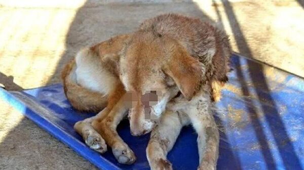 Zonguldak'ın Alaplı ilçesinde bir sokak köpeği iki gözü kızgın maddeyle oyulmuş halde bulundu - Sputnik Türkiye