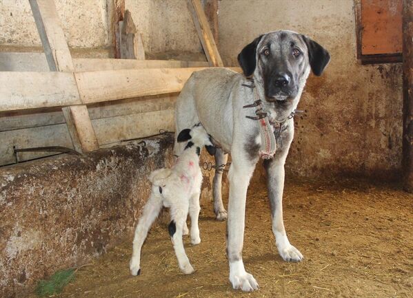 Kayadibi köyünde bir hayvancılık işletmesinde yeni doğmuş kuzuyu koyunlarla aynı ahırda barınan Kangal çoban köpeği emziriyor. - Sputnik Türkiye