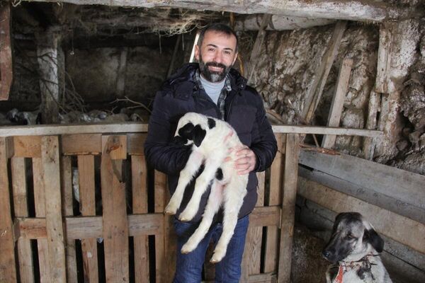 Sivas'ın Zara ilçesinde bir işletmede yavru kuzu, annesinin haricinde Kangal çoban köpeğini de emiyor.  - Sputnik Türkiye