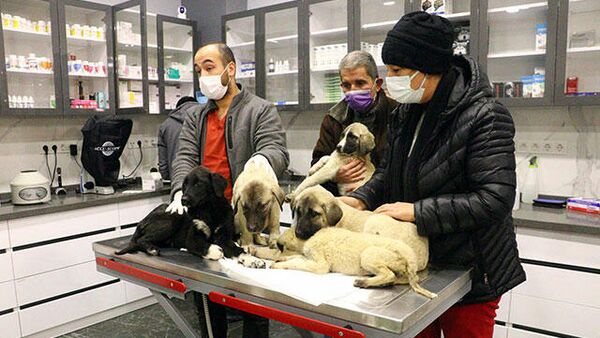 Ankara'da can çekişirken bulunan 9 köpekten 4'ü öldü - Sputnik Türkiye