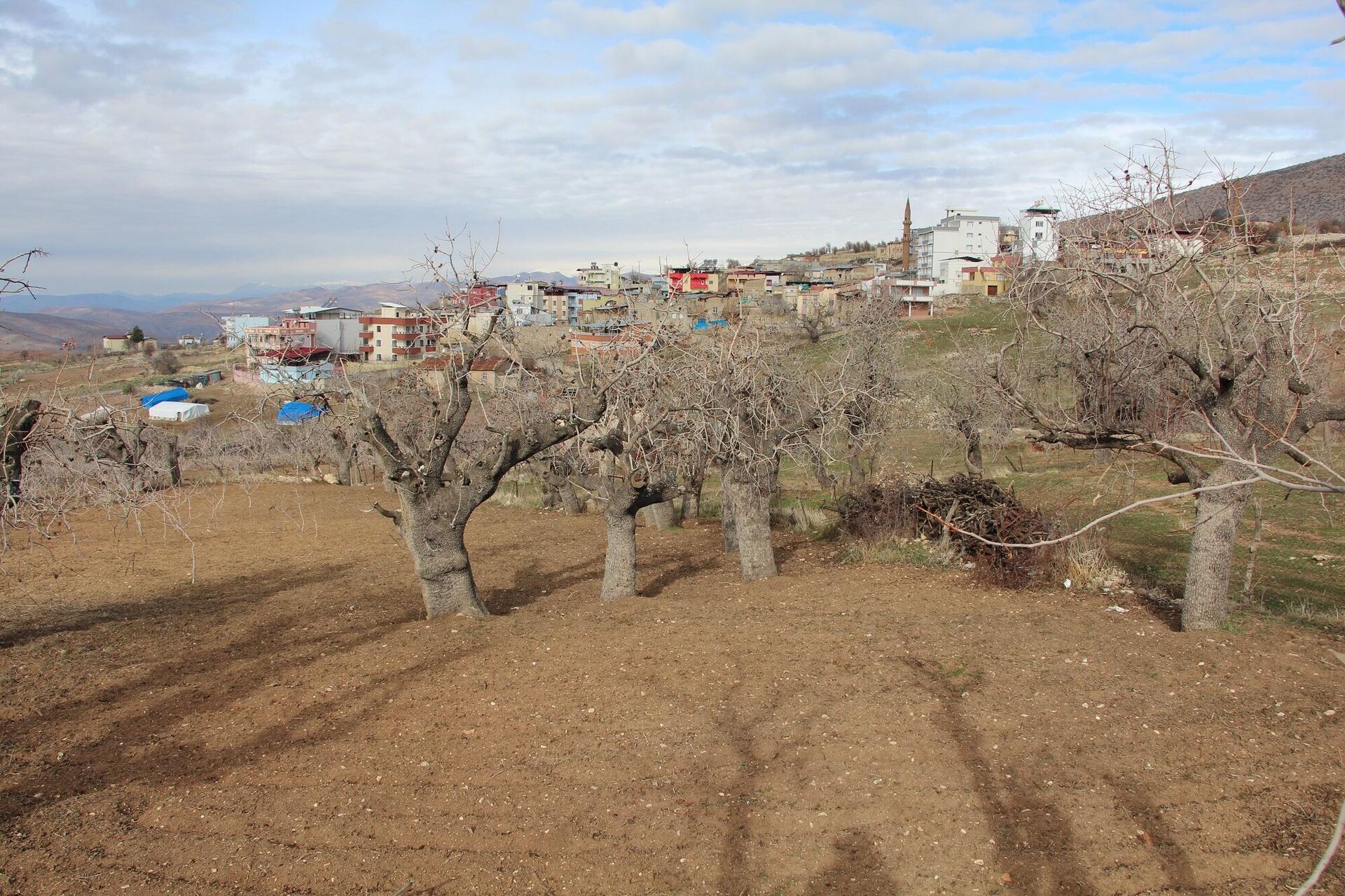 Siirt'te ürün veren asırlık menengiç ağaçları koruma altına alınacak - Sputnik Türkiye, 1920, 19.01.2022