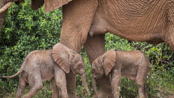 Kenya’da bir fil, eşine az rastlanır şekilde ikiz doğurdu  - Sputnik Türkiye