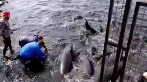 Arjantin'in Ushuaia kenti kıyılarında onlarca yalancı katil balina kıyıya vurdu - Sputnik Türkiye