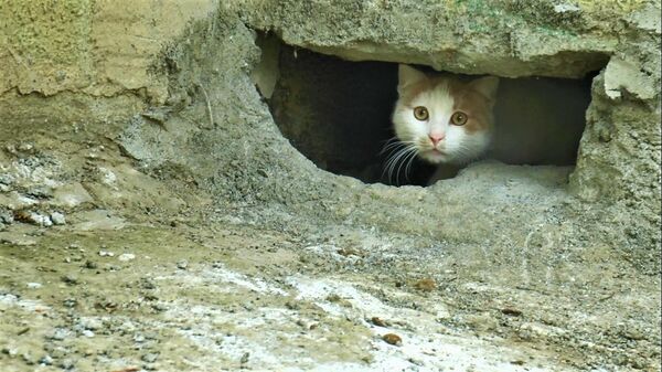 Kocaeli'nin Çayırova ilçesinde bir sitenin duvarındaki oyuk, kedi - Sputnik Türkiye