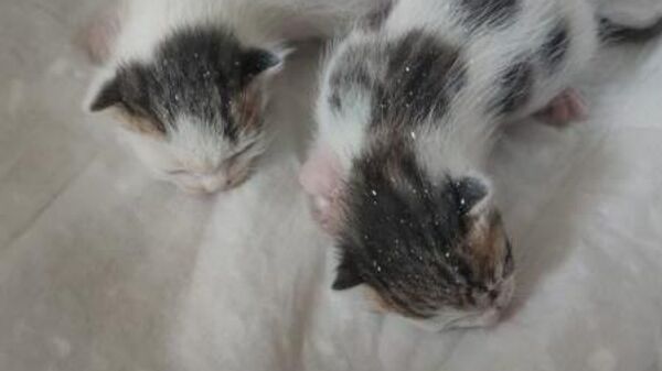 İtfaiye tarafından kurtarılan yavru kediler - Sputnik Türkiye