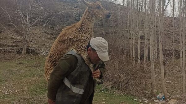 Hasta yaban keçisini 3 kilometre sırtında taşıdı - Sputnik Türkiye