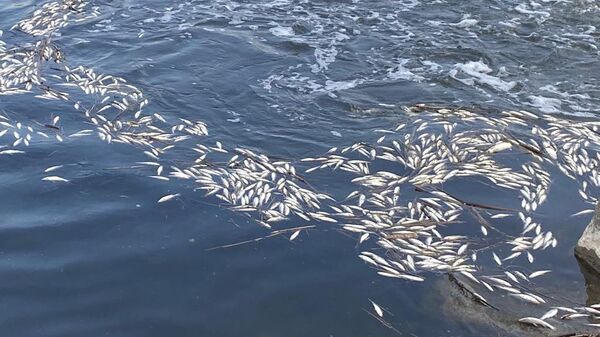 Dicle Nehri'nde binlerce balık telef oldu - Sputnik Türkiye
