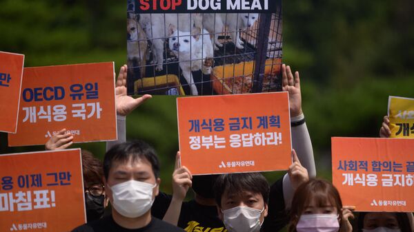 Güney Kore'de köpek eti tüketimine karşı eylem  - Sputnik Türkiye