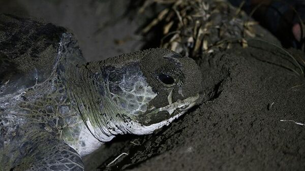 Deniz kaplumbağaları Doğu Akdeniz sahillerine yumurta bırakmaya başladı - Sputnik Türkiye