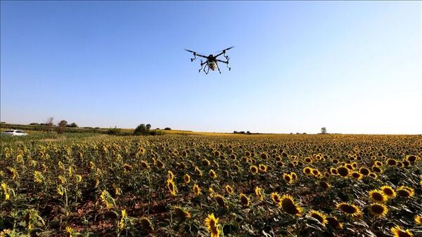 Drone, ayçiçeği tarlası - Sputnik Türkiye